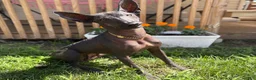Xoloitzcuintle dogs for sale: Xoloitzcuintle 1 - Ad 2