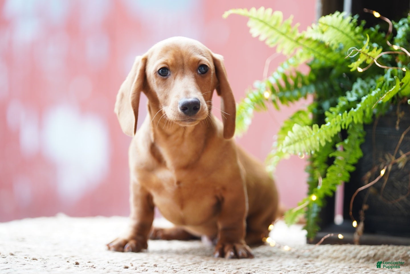 Miniature Dachshund dogs Sailor - Ad 1