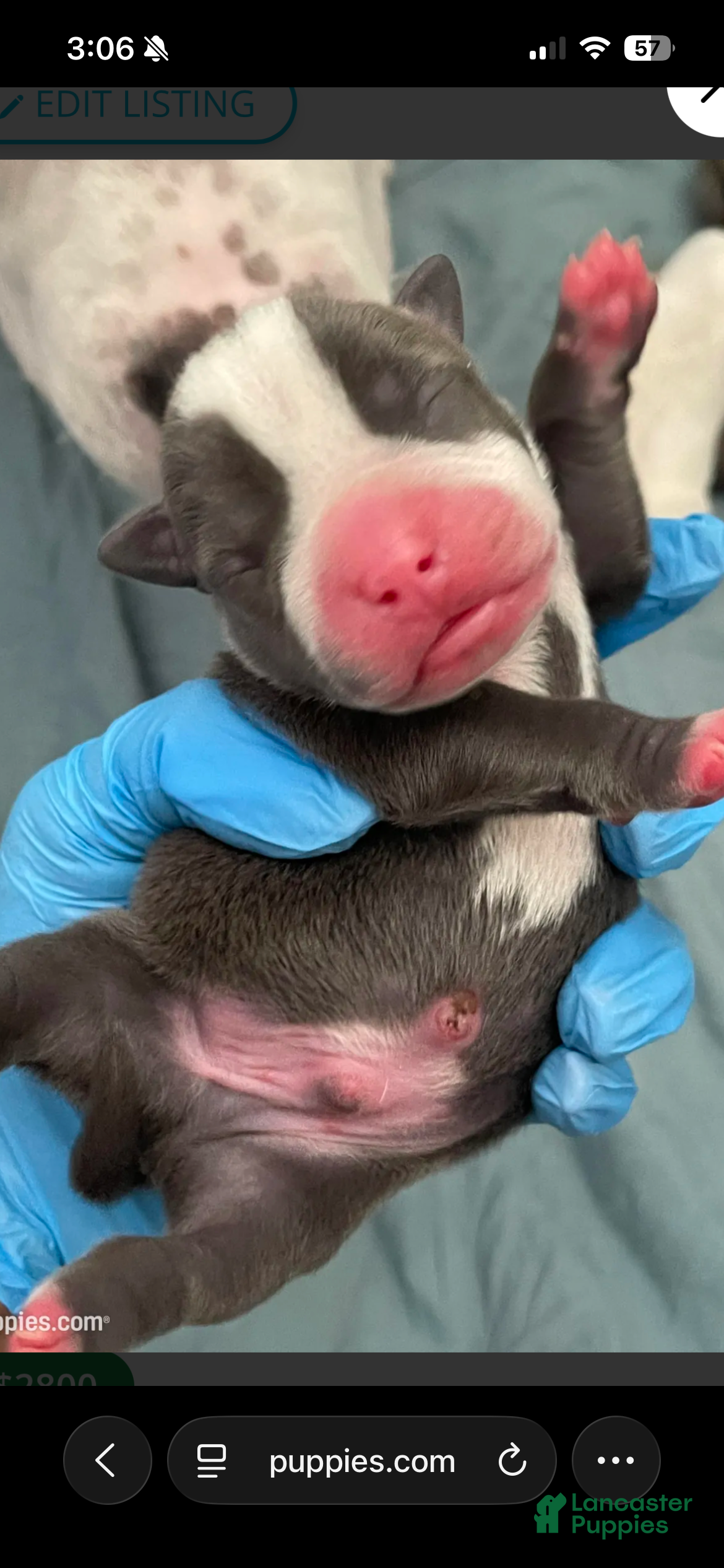 American Bully dogs American Bully Puppy 1 - Ad 28