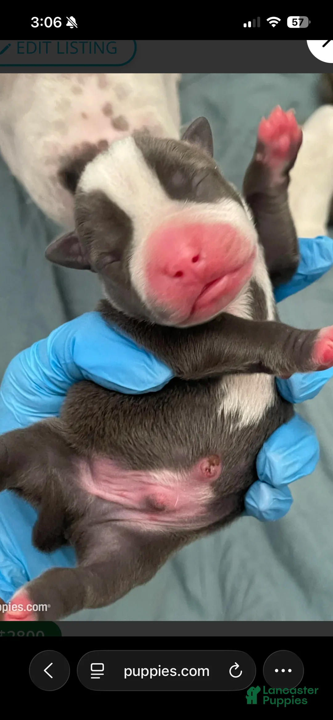 American Bully dogs for sale: American Bully Puppy 1 - Ad 1