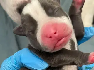 American Bully dogs American Bully Puppy 1 - Ad 28