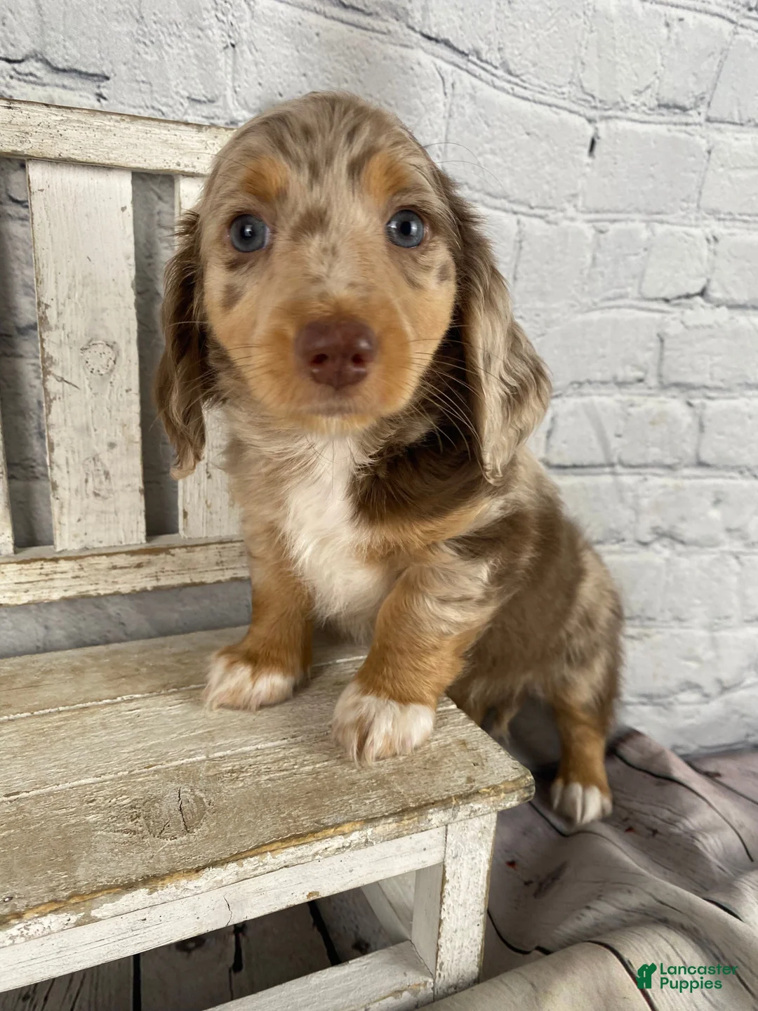 Miniature Dachshund dogs for sale: Annie - Ad 12