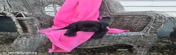 Labrador Retriever dogs for sale: Mindy - Ad 5