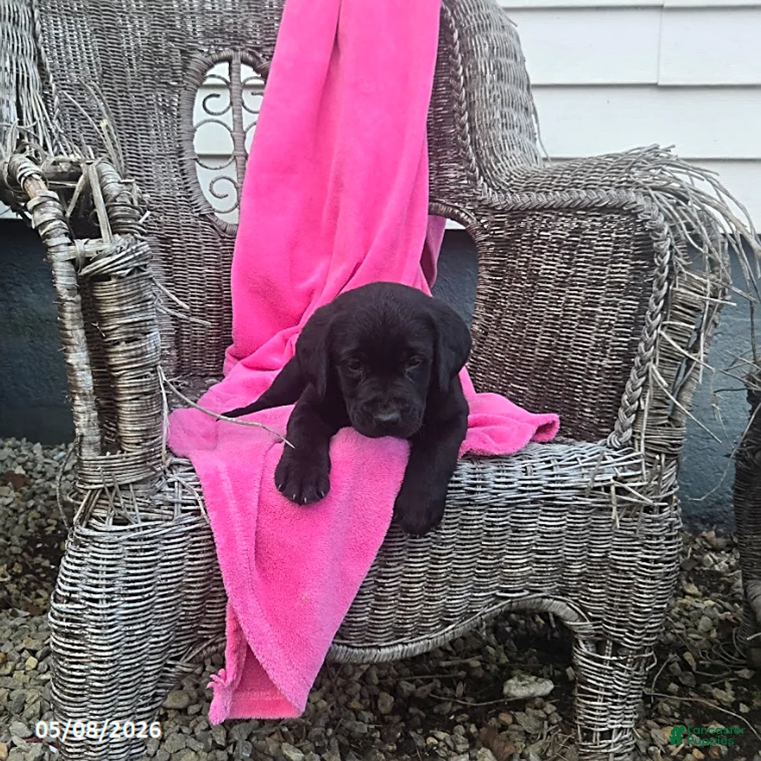 Labrador Retriever dogs for sale: Mindy - Ad 5