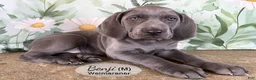Weimaraner dogs for sale: Benji - Ad 4
