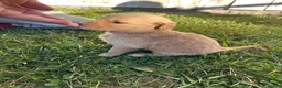 Golden Retriever dogs for sale: Roxie (pink) - Ad 7