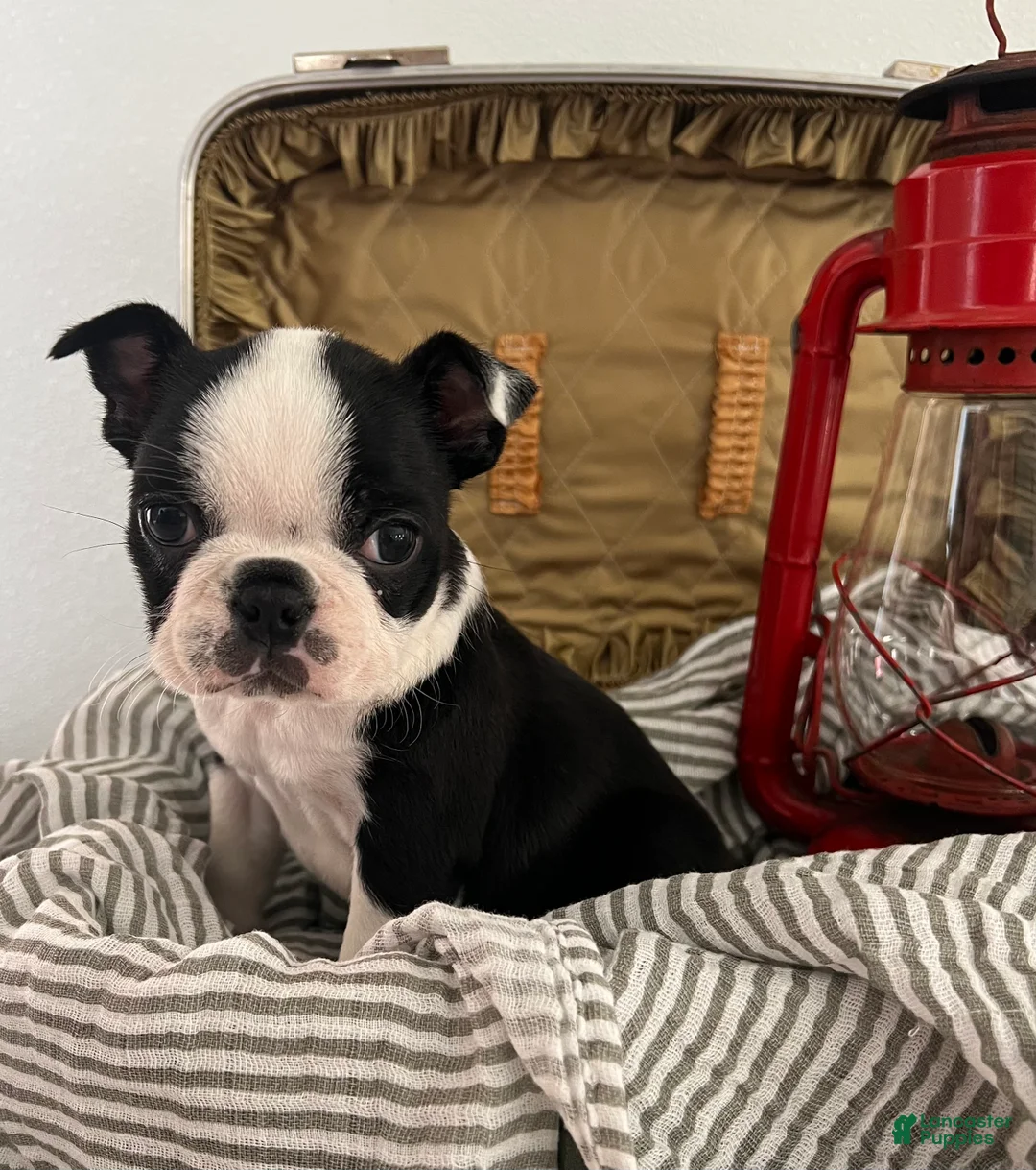 Boston Terrier dogs for sale: Sierra - Ad 2
