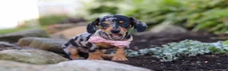 Miniature Dachshund dogs for sale: Stella - Ad 7