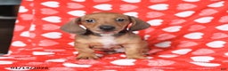 Miniature Dachshund dogs for sale: Jack   - Ad 5