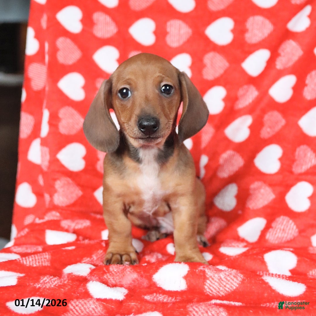 Miniature Dachshund dogs for sale: Jack   - Ad 5