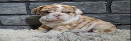 Mixed Breed dogs for sale: Rose  - Ad 3