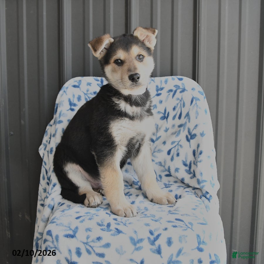 German Shepherd dogs Volt  - Ad 20