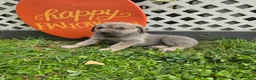 Cane Corso dogs for sale: Zena - Ad 3