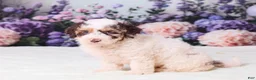 Mini Goldendoodle dogs for sale: Cupcake - Ad 5