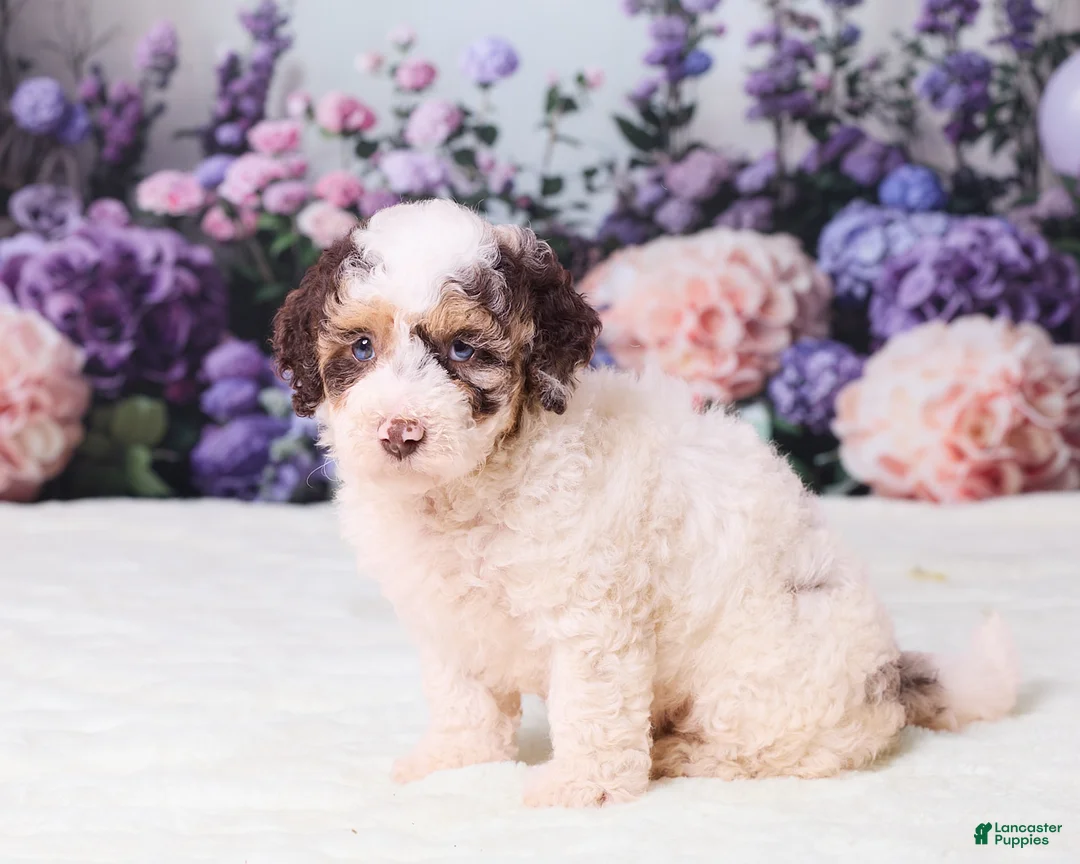 Mini Goldendoodle dogs for sale: Cupcake - Ad 5
