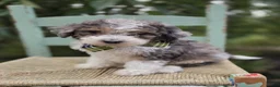 Mini Sheepadoodle dogs for sale: Tommy - Ad 3