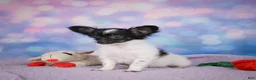 Chihuahua dogs for sale: SKYE - Ad 11
