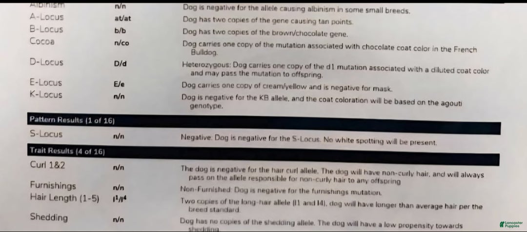 French Bulldog dogs for stud: French Bulldog 1 puppies - Ad 2
