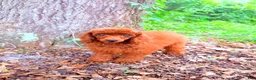Toy Poodle dogs for sale: Molly - Ad 1