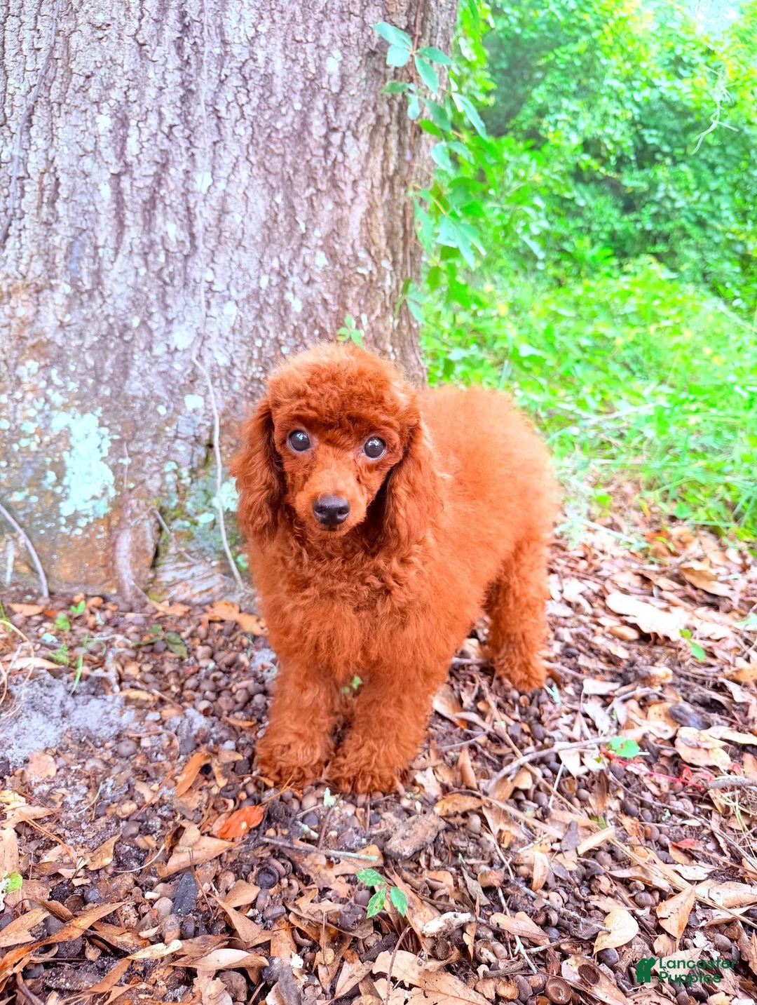 Toy Poodle dogs for sale: Molly - Ad 1