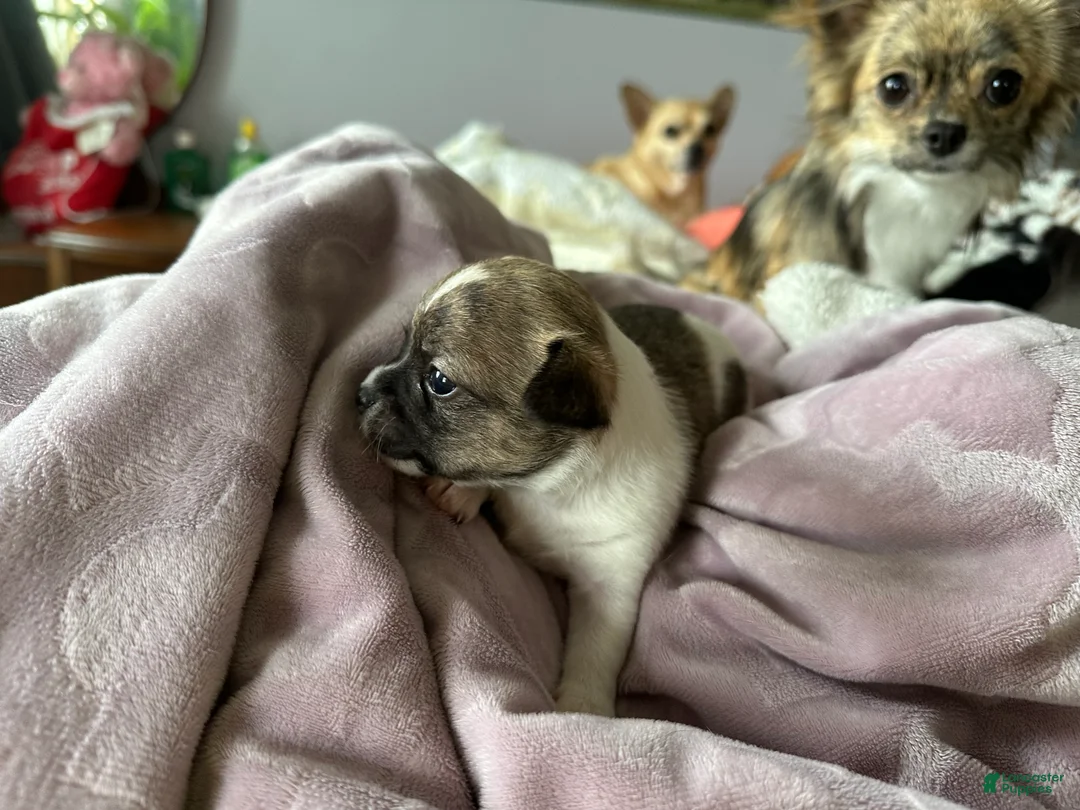 Chihuahua dogs for sale: Chihuahua Puppy 2 - Ad 1