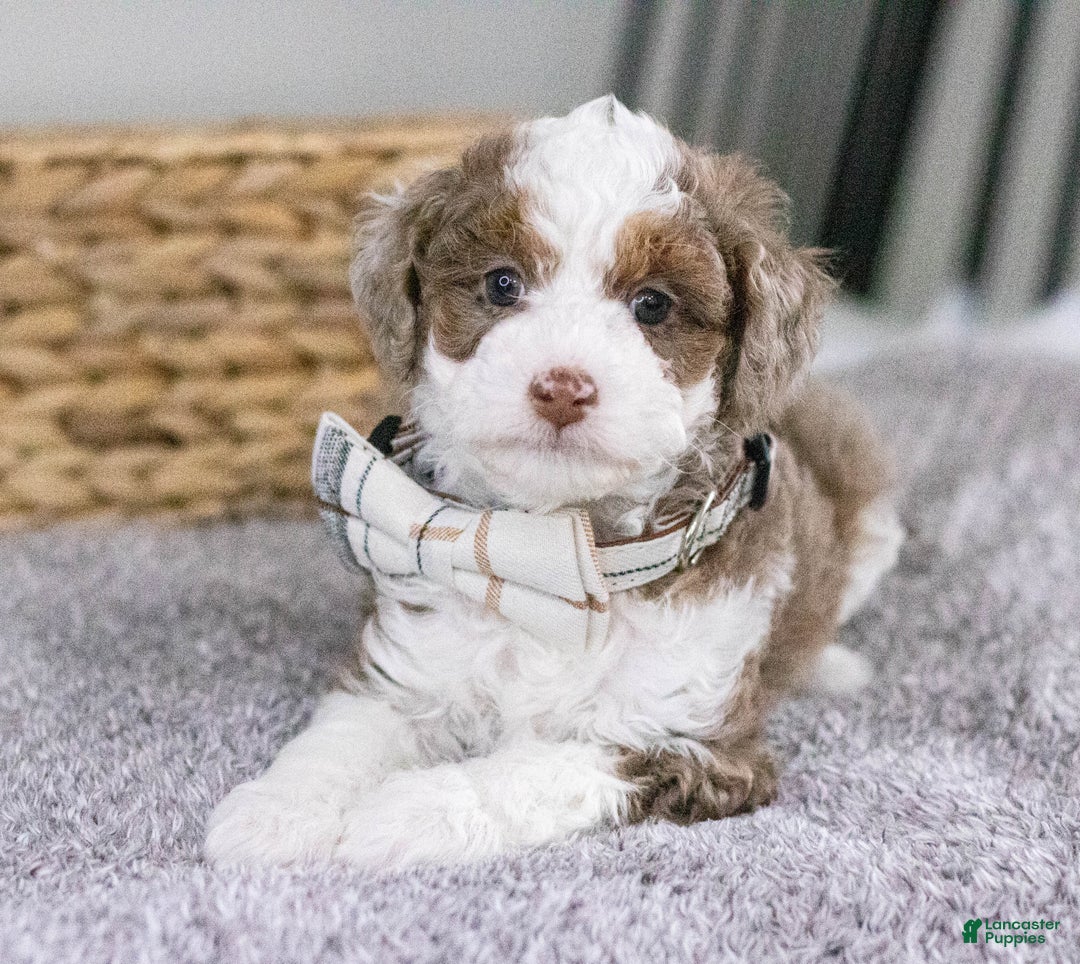 Mini Aussiedoodle dogs for sale: Brody-petite size - Ad 2