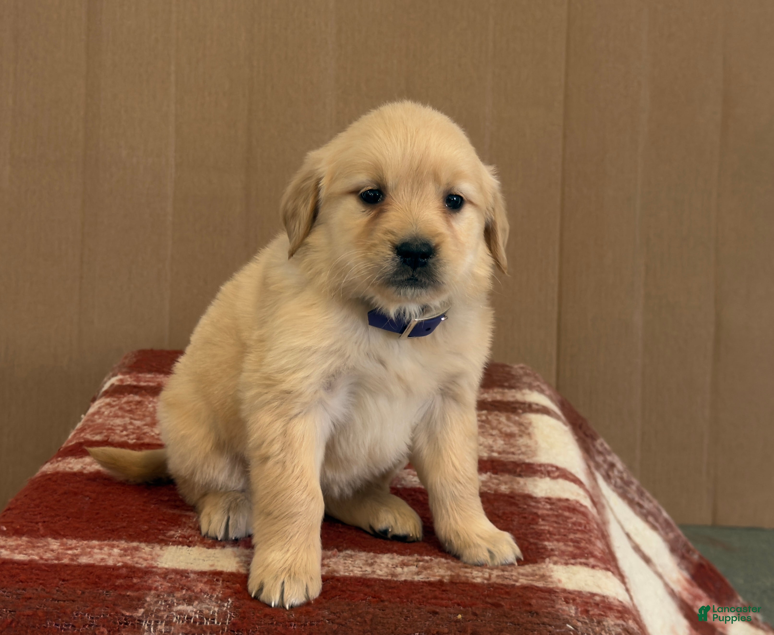 Golden Retriever dogs Tessie - Ad 2