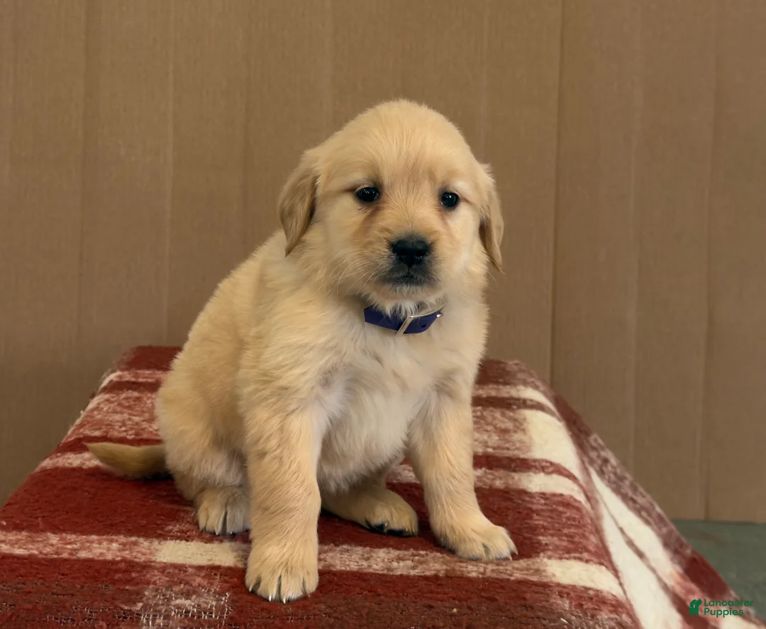 Golden Retriever dogs for sale: Tessie - Ad 2