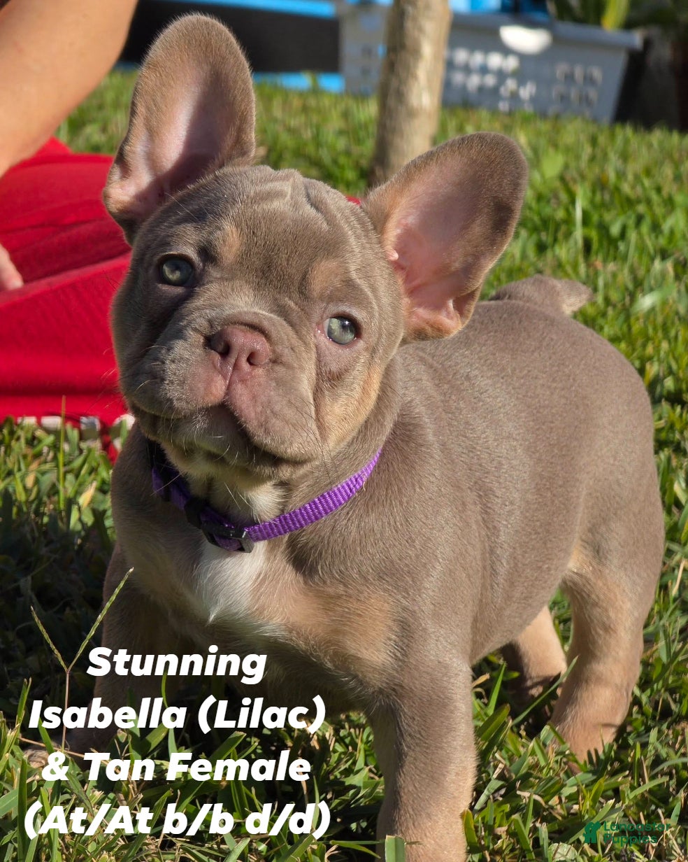 French Bulldog dogs AKC French Bulldog Lila - Ad 31