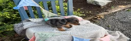Miniature Dachshund dogs for sale: Tilly - Ad 2