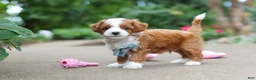 Cavapoo dogs for sale: Hudson - Ad 5