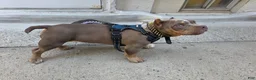 American Bully dogs for sale: American Bully - Ad 3