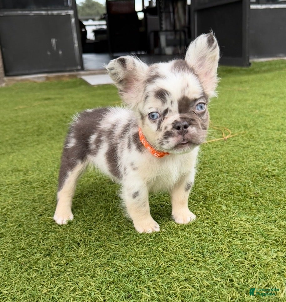 French Bulldog dogs Split Face - Ad 1