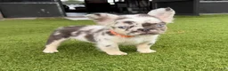 French Bulldog dogs for sale: Split Face - Ad 1