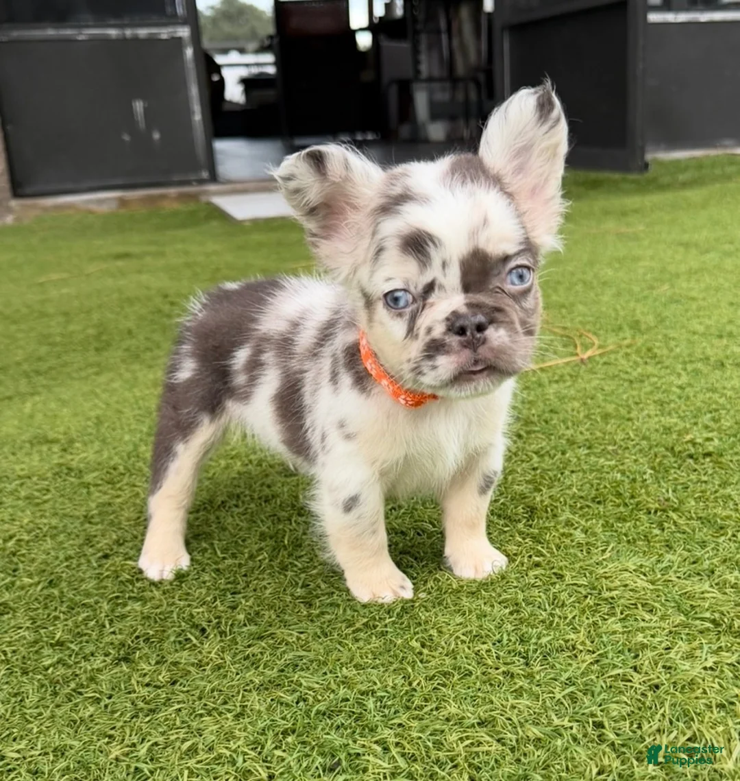 French Bulldog dogs for sale: Split Face - Ad 1