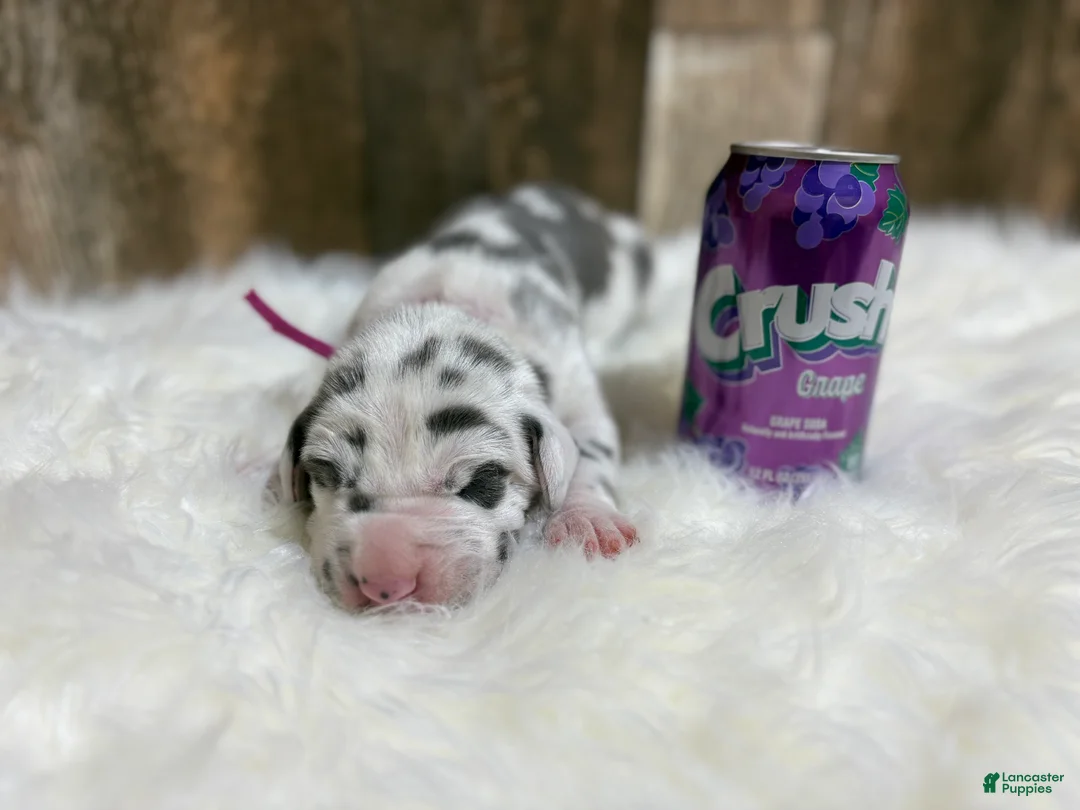 Great Dane dogs for sale: Great Dane - Purple - Ad 6