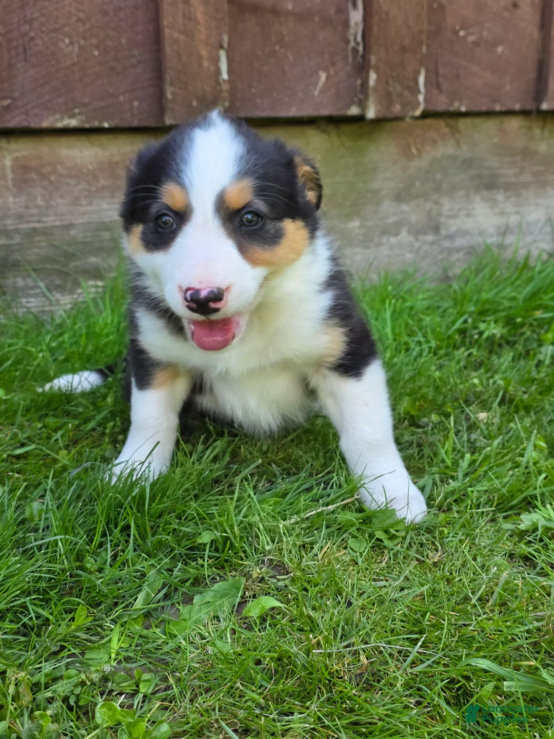 Border Collie dogs for sale: Holly - Ad 2