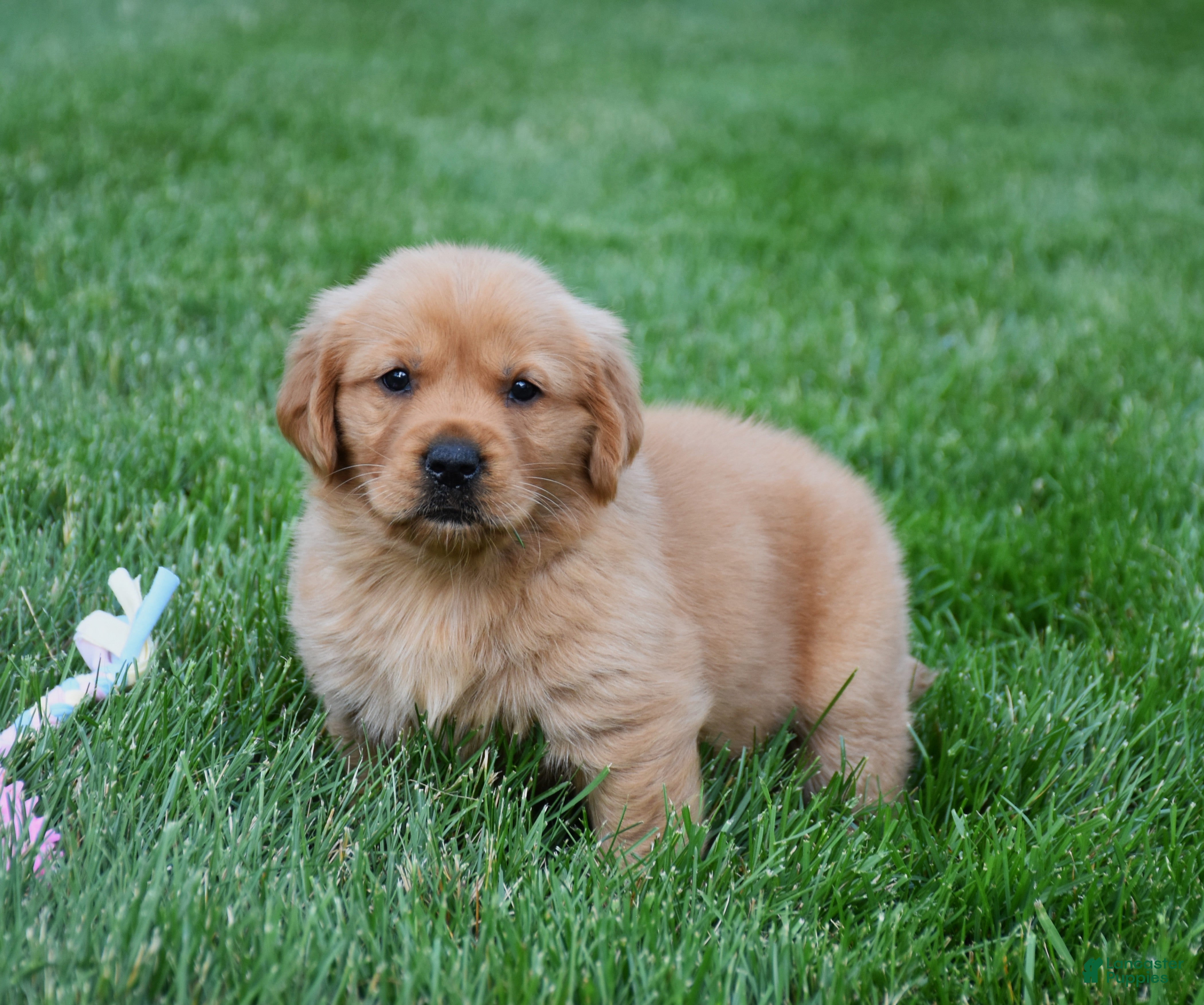 Golden Retriever dogs Aspy - Ad 1