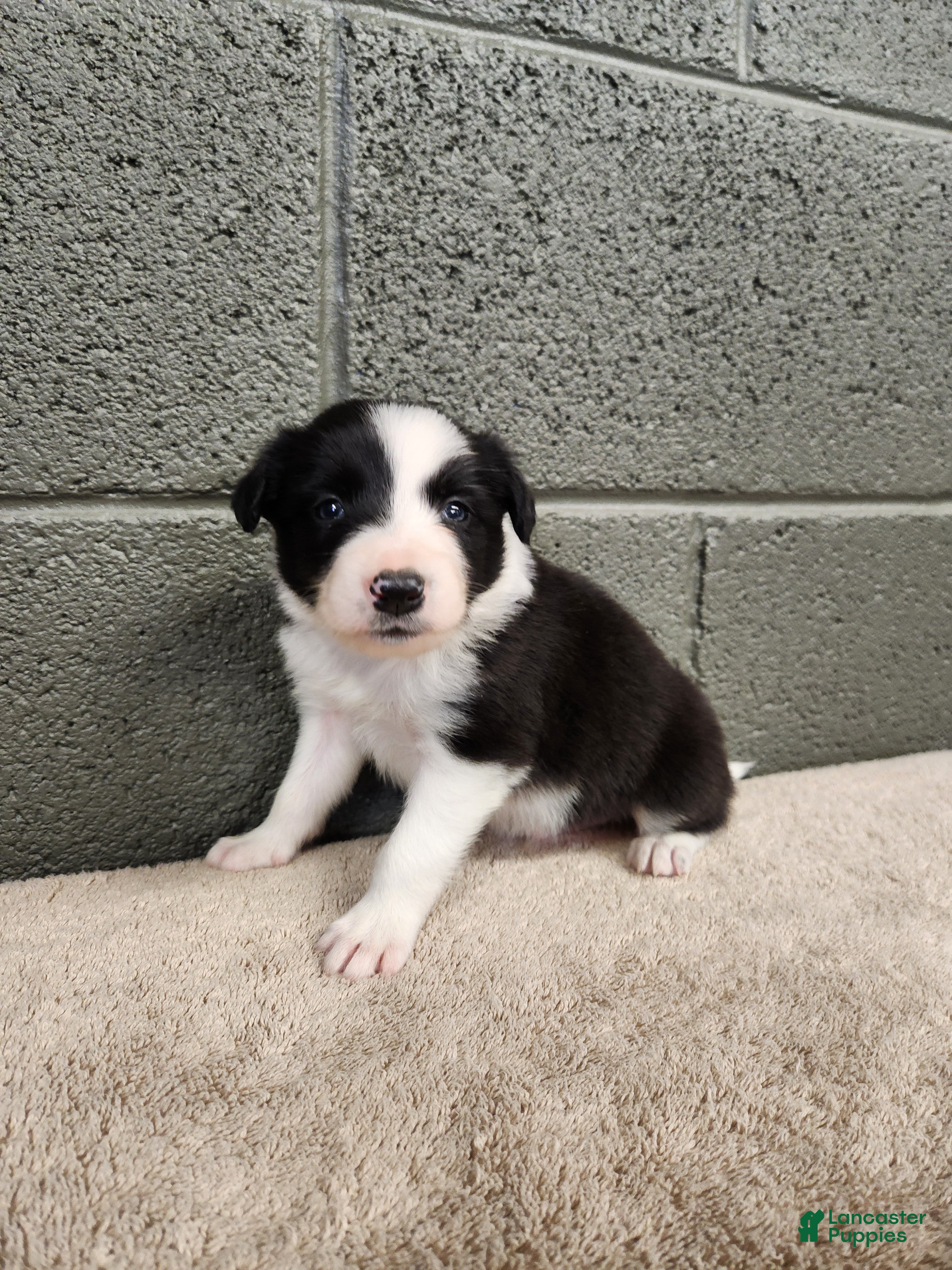 Border Collie dogs Charlie - Pure Breed Border collie  - Ad 2