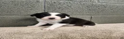 Border Collie dogs for sale: Charlie - Pure Breed Border collie  - Ad 2