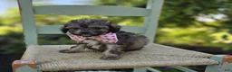 Miniature Poodle dogs for sale: Debbie - Ad 1