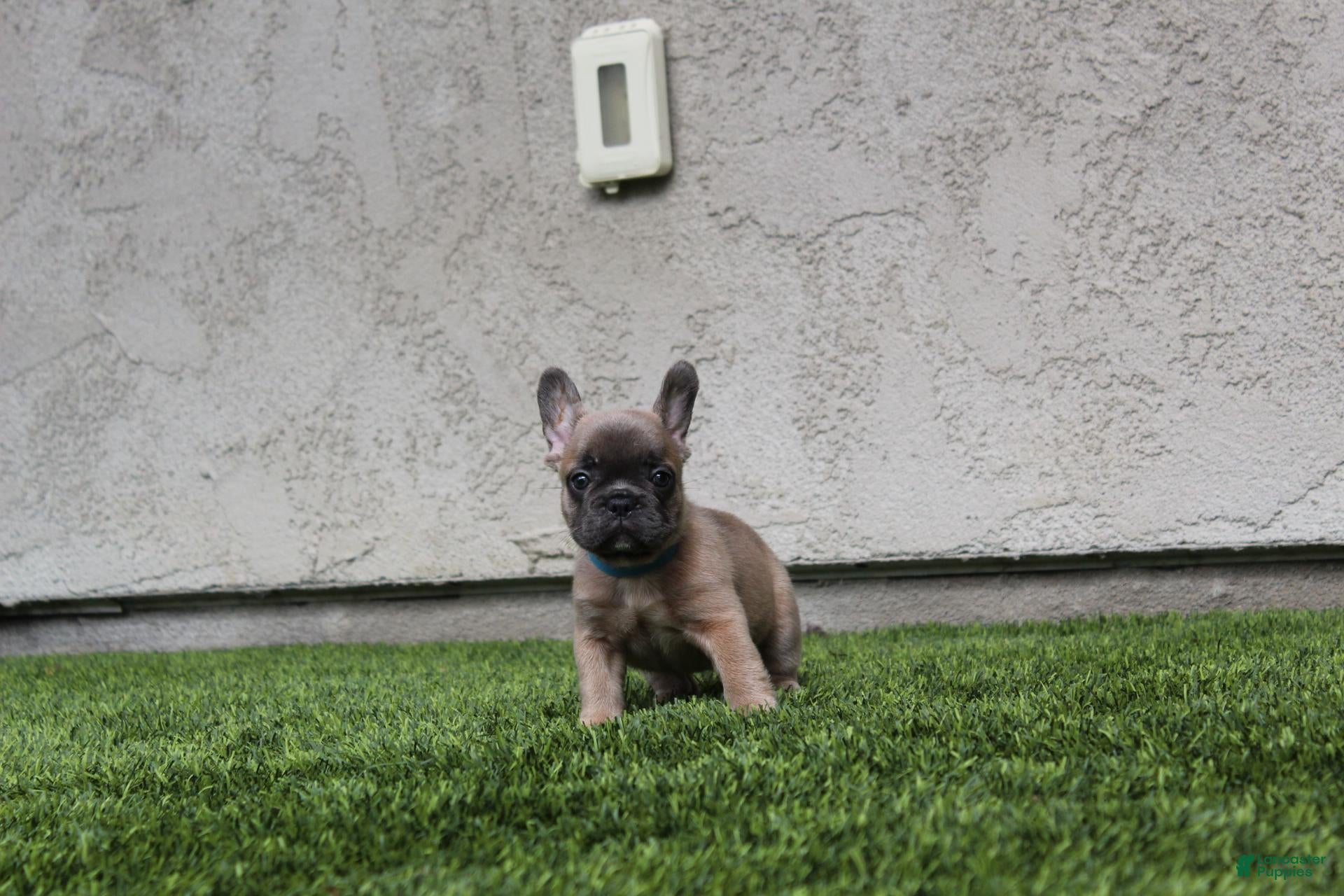 French Bulldog dogs French Bulldog [Mr Fawn] - Ad 1