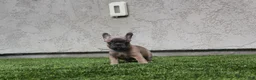 French Bulldog dogs for sale: French Bulldog [Mr Fawn] - Ad 4