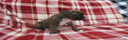 Boxer dogs for sale: Dallas - Ad 3