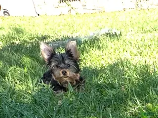 Yorkshire Terrier dogs Yorkshire Terrier Puppy 1 - Ad 18