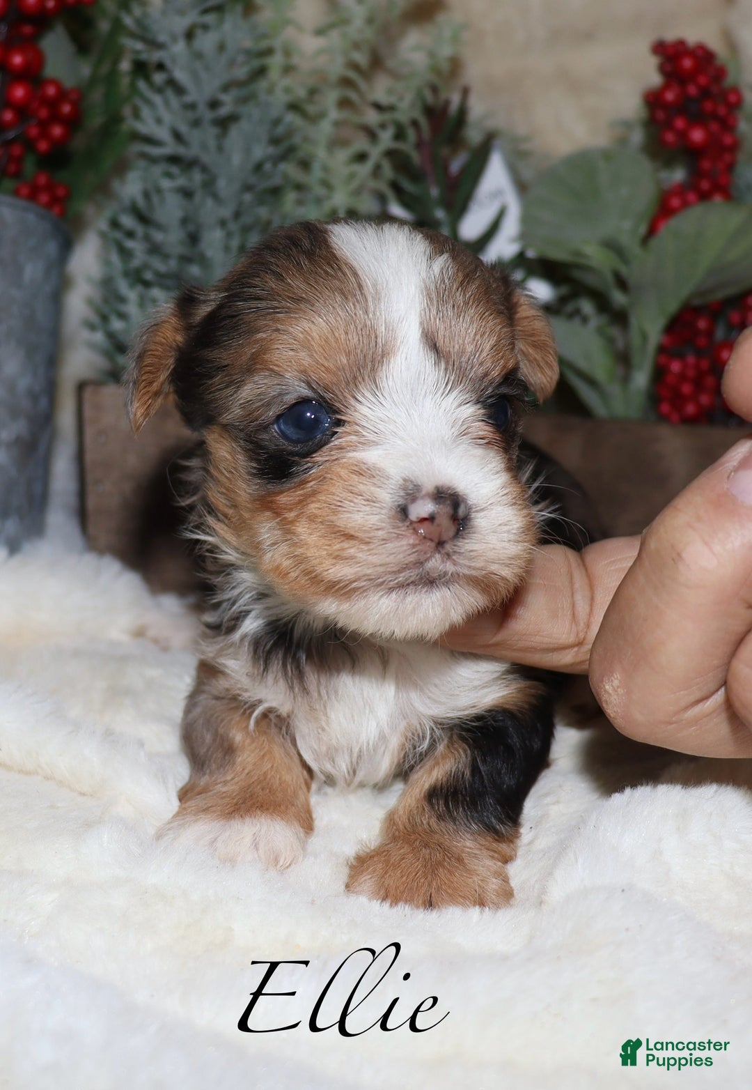Yorkshire Terrier dogs for sale: Ella - blue merle - Ad 7