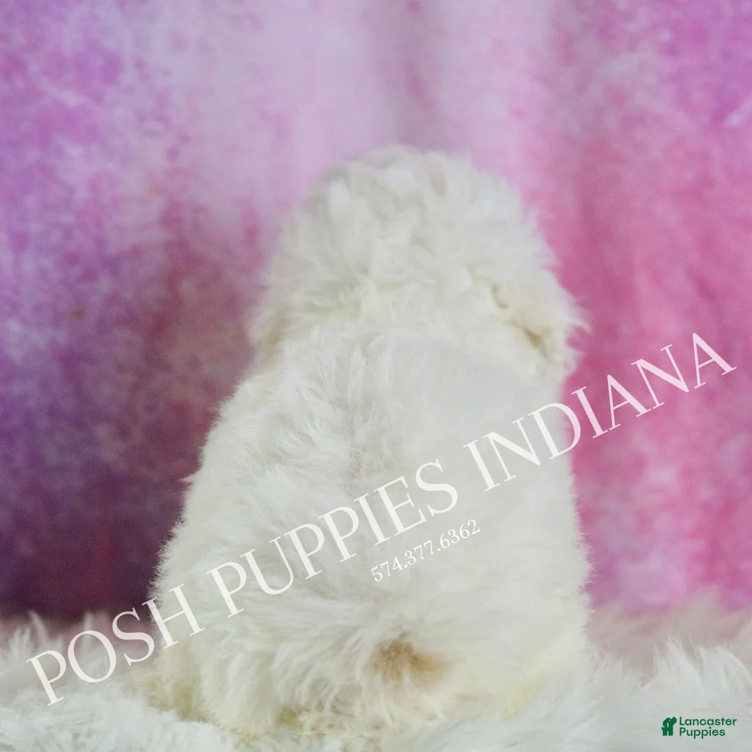 Miniature Poodle dogs for sale: Lollipop - Ad 6