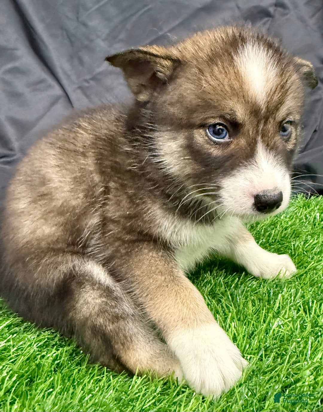 Mixed Breed dogs for sale: Noelle - Ad 12