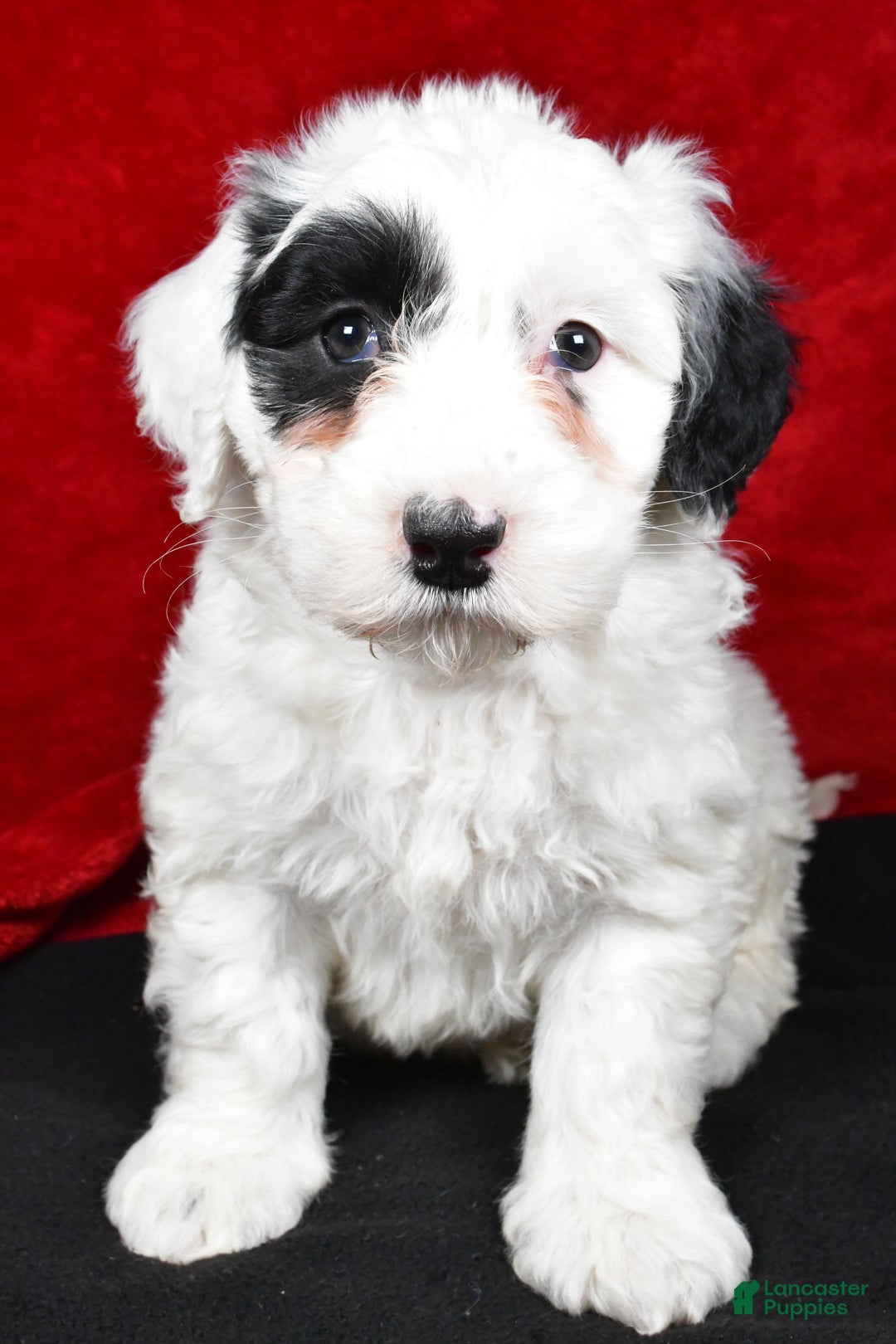 Mixed Breed dogs for sale: Sarah - Ad 4