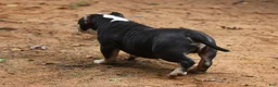 American Bully dogs for sale: Black Tri Male - Ad 6